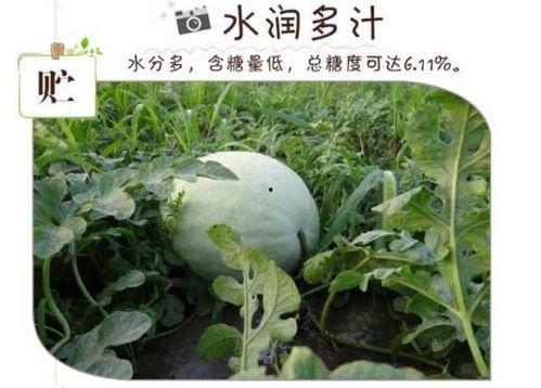 梦见白瓜切片吃,白瓜切片食之幻境解析