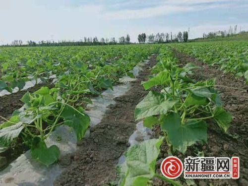 朵兰吃瓜,朵兰的瓜界探险记