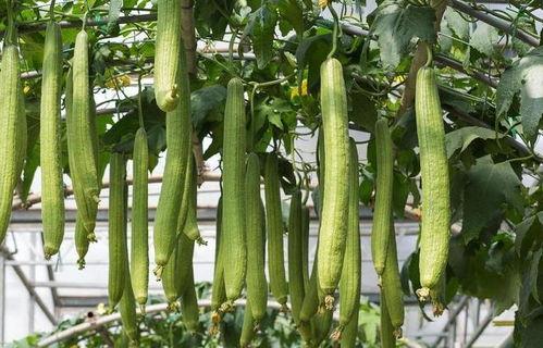 朵兰吃瓜,朵兰的瓜界探险记