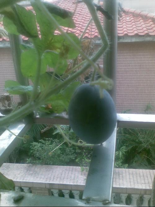 宿舍阳台吃瓜,瓜香四溢的悠闲时光