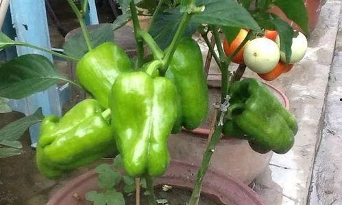 宿舍阳台吃瓜,瓜香四溢的悠闲时光