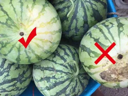 圆三视频里吃瓜,揭秘吃瓜群众的趣味与智慧