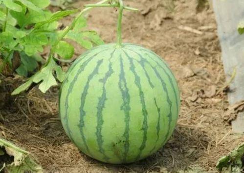 王大炮瓜哪里吃,从产地到餐桌的美食之旅