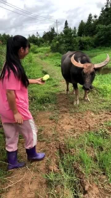 牛吃洋瓜,田园风光尽收眼底