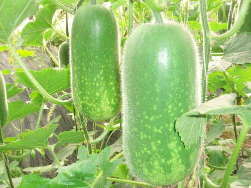 徐闻吃瓜视频大全,揭秘当地特色美食文化