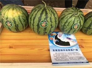 吃瓜小村,揭秘乡村里的那些事儿