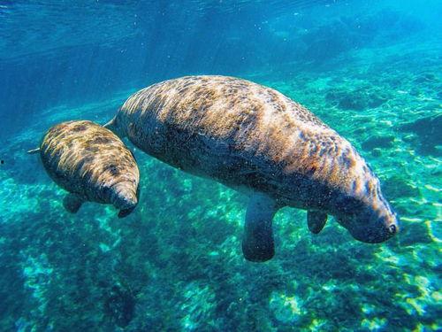 动物变吃瓜群众,揭秘它们的围观生活