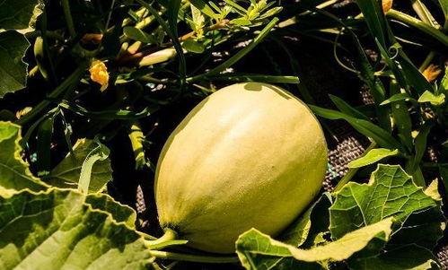 吃瓜后脚疼,揭秘吃瓜后的健康隐患