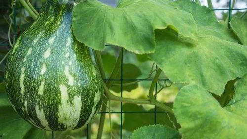 夏日吃瓜搞笑时刻