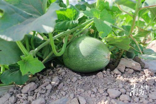 前两天发生什么吃瓜的事,明星恋情曝光，幕后真相令人震惊