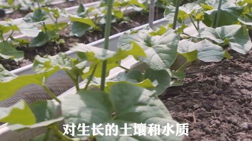 路不平吃瓜,探寻人生旅途中的美好瞬间