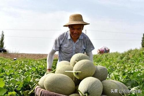 吃瓜有很苦的苦味