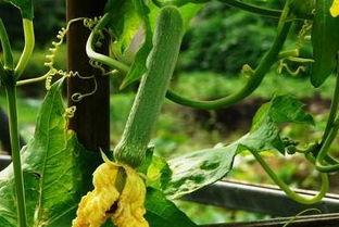 琉月吃瓜,揭秘娱乐圈背后的秘密与真相