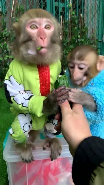 小猴吃瓜视频,趣味横生的夏日美食之旅