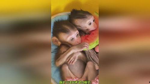 小猴吃瓜视频,趣味横生的夏日美食之旅