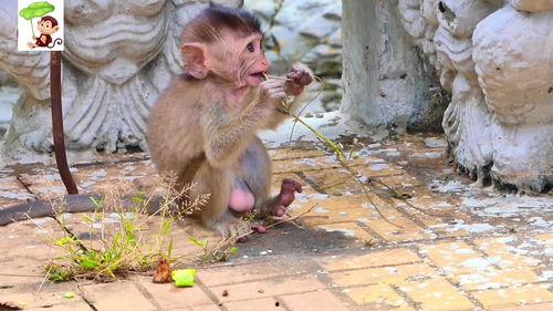 小猴吃瓜视频,趣味横生的夏日美食之旅