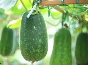 光遇吃瓜竟发现瓜是自己,意外吃下自生瓜果的奇幻之旅