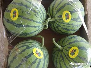 沛县红红吃瓜,揭秘当地特色美食背后的故事