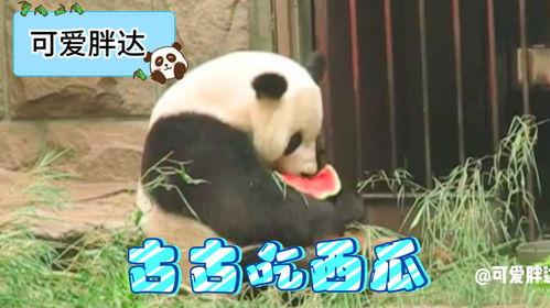 猫熊吃瓜,萌宠美食瞬间