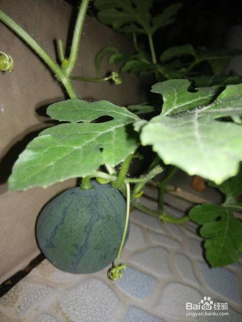 吃瓜留下瓜籽,揭秘吃瓜留下的奇妙种子奥秘