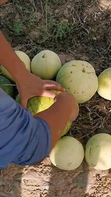 吃瓜留下瓜籽,揭秘吃瓜留下的奇妙种子奥秘