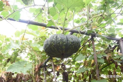 灯笼瓜可以吃吗,美味可口的食用指南