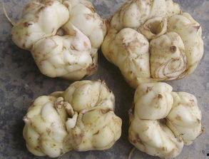 痛风可吃白瓜,白瓜助力健康饮食