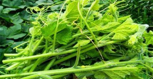 吃瓜尖的瓜种,探寻吃瓜尖的独特魅力