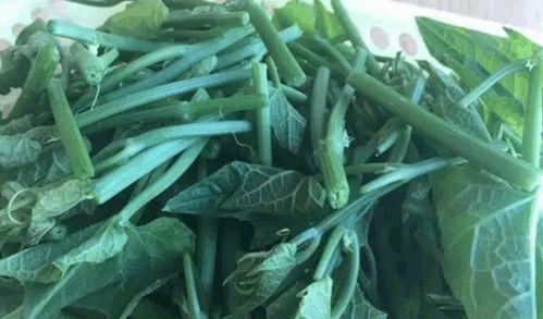 吃瓜尖的瓜种,探寻吃瓜尖的独特魅力