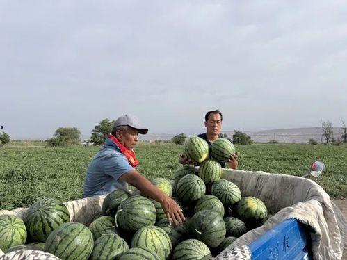 金山谷吃瓜,揭秘神秘瓜果背后的传奇故事