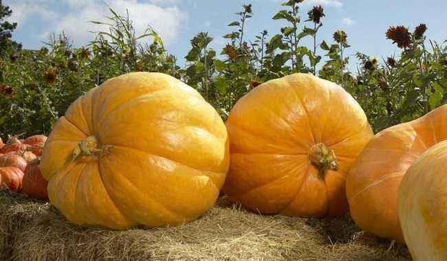 蓝瓜宝宝可以吃吗,适合宝宝食用的天然美味