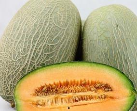 贵宾吃哈密瓜,甜蜜时光的美好邂逅