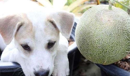 狗狗可以吃哈密瓜么,哈密瓜，狗狗的夏日美味佳品？