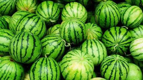 山东职业吃瓜图片,瓜界新秀的美食探索之旅