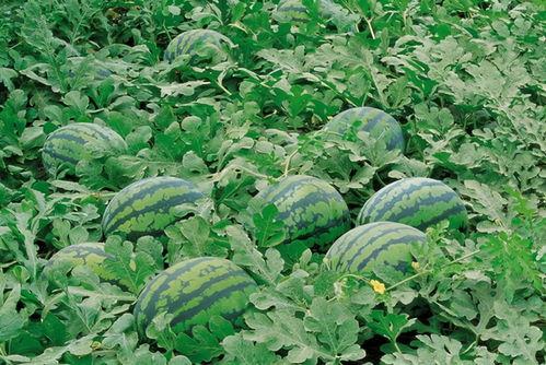 吃瓜随笔视频大全,揭秘热门视频背后的故事与笑料