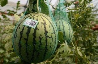 河北冀州事件吃瓜,揭秘背后真相，吃瓜群众热议不已