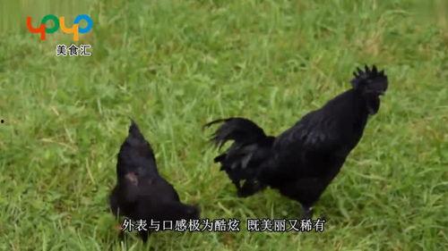 带你吃瓜最贵的鸡,带你领略“带你吃瓜最贵的鸡”的独特魅力