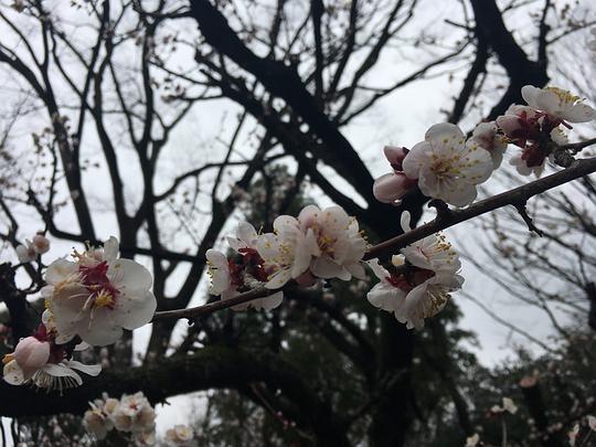 樱花阁吃瓜,揭秘网红餐厅背后的吃瓜故事