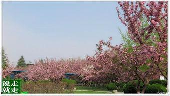 樱花阁吃瓜,揭秘网红餐厅背后的吃瓜故事