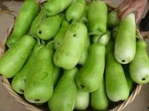 葫芦瓜什么时候吃