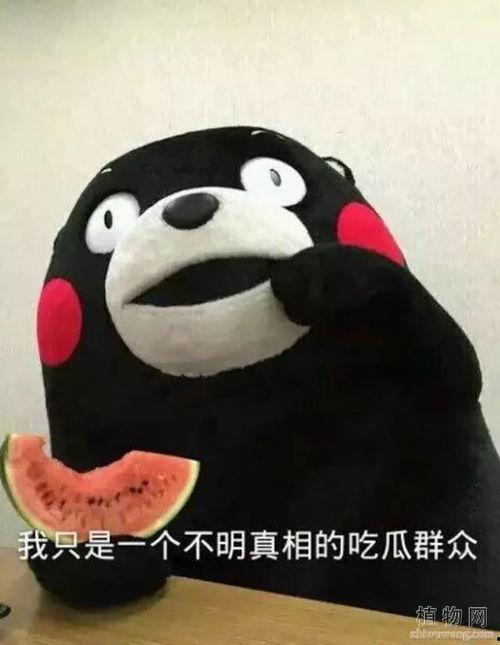 吃瓜表情甜,揭秘网络红人的甜蜜魅力