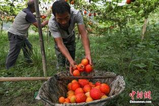 贵州苗族吃瓜,贵州苗族独特的饮食文化体验