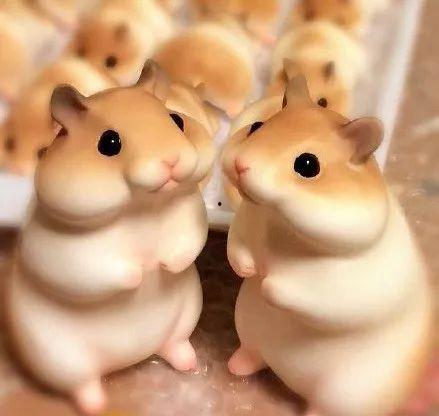 仓鼠吃瓜吃皮视频教程