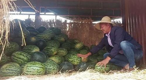 春城大观吃瓜事件,一场网络狂欢背后的真相揭秘