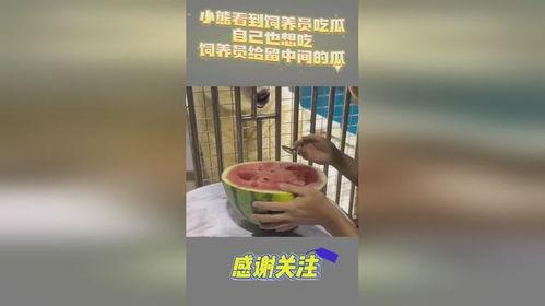 吃瓜小熊东北,吃瓜小熊带你领略地道美食之旅