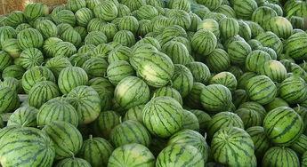 温州龙港吃瓜事件,一场网络热议背后的真相与反思