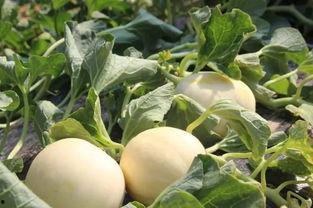 甜绵瓜怎么吃,解锁美味新体验