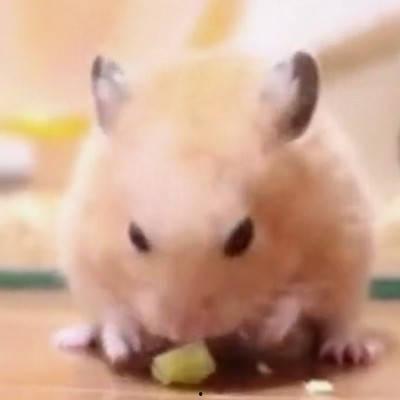 仓鼠吃瓜吃皮视频教程,轻松学会瓜皮美食制作