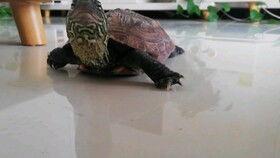 吃瓜龟刀妹,揭秘网络红人的魅力与争议