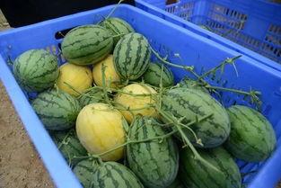 吃瓜群裂变,揭秘网络社交的狂欢与裂变现象